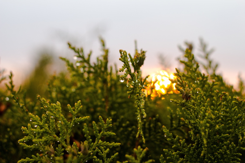 close-up, herb, light, night lights, orange, growth, green color, beautiful, landscape, outdoors, nightfall, summer, freshness, flower, beauty in nature