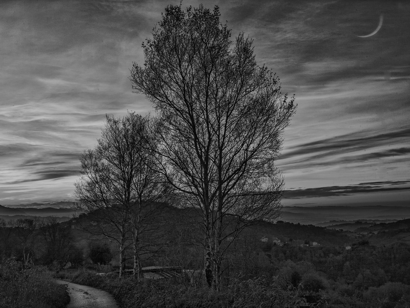 moon, no people, outdoors, field, landscape, tranquility, sky, trees, cloud - sky, nature, growth, tree, bare tree, day, branch, land, clouds, birches