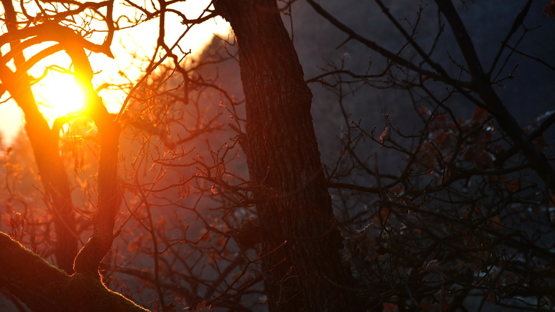 pine tree, nature, plant, no people, orange color, branch, pine woodland, bare tree, non-urban scene, trunk, nightfall, dark, leafed, outdoors, silhouette