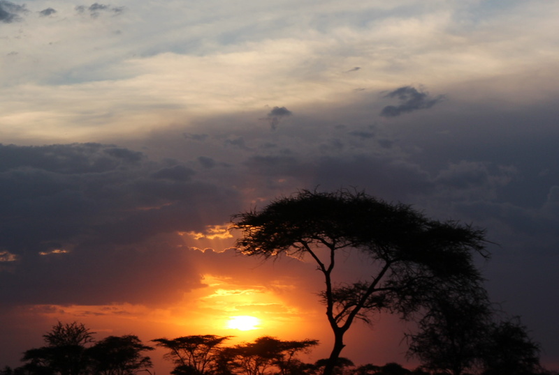 silhouette, sky, serengeti, cloud - sky, sunset, safari, baobab tree, tanzania, non-urban scene, tranquil scene, no people, sun, tree, branch, growth, orange color