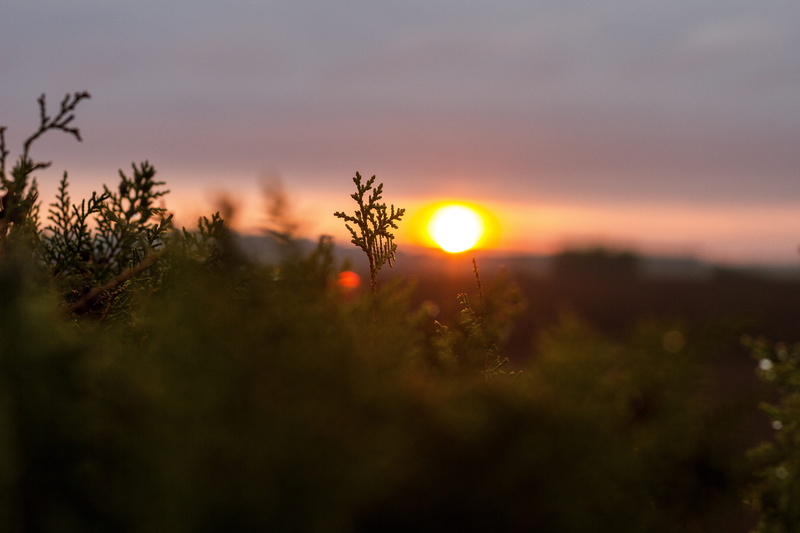 tranquility, non-urban scene, selective, focus, Landscape, growth, in the evening, dusk, plant, Sunset, lights, tranquil scene, leaf, night lights, outdoors