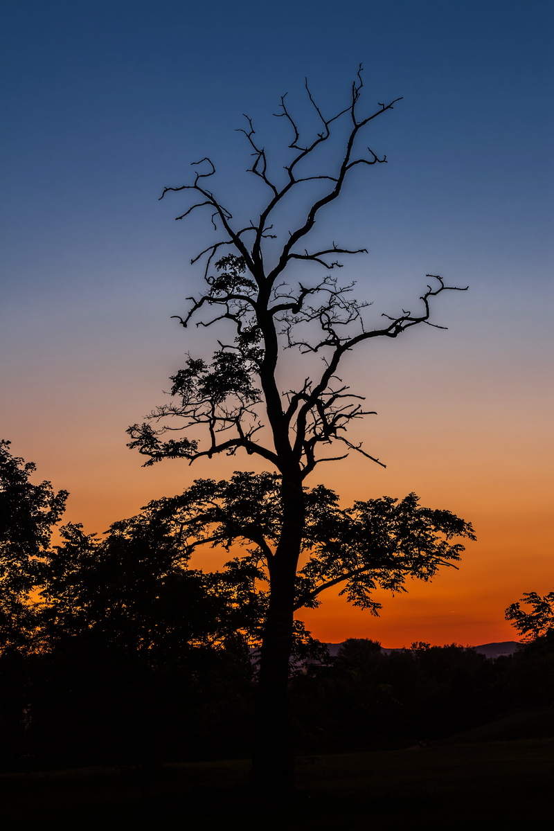 field, tree trunk, no people, mystic, isolated, sunrise, growth, evening, branches, tranquil scene, beauty in nature, nature, bough, back Lit, plant, trunk