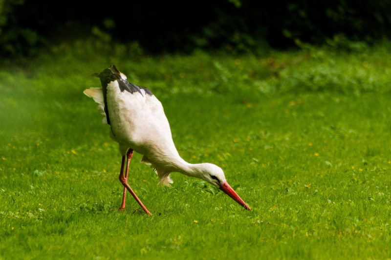 4K, spring, stork, mammal, landscape, summer, grass, green color, side view, environment, motion, vertebrate, animal themes, outdoors, day, profile view