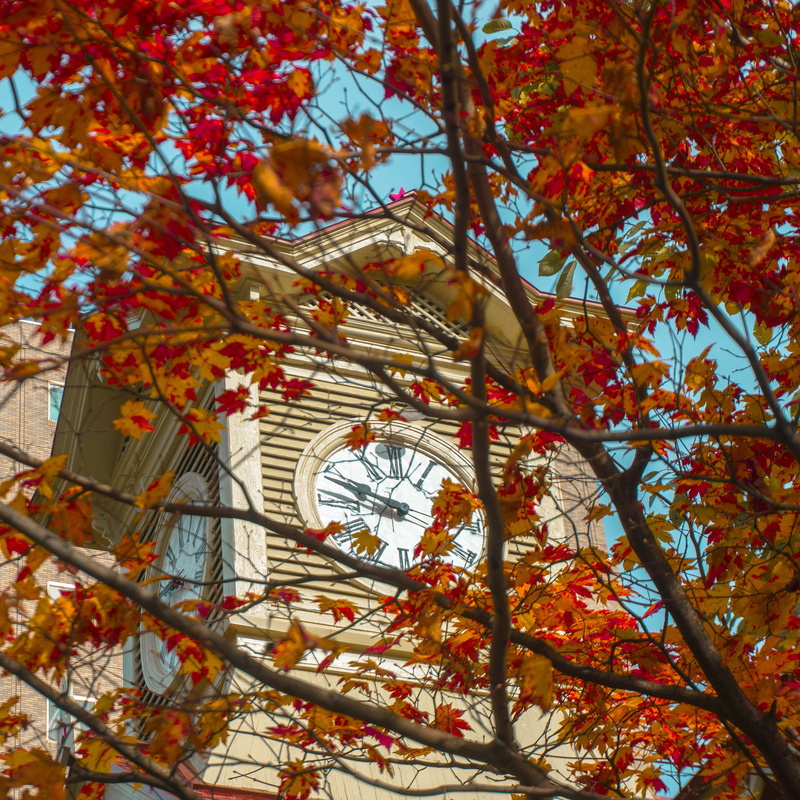 no people, plant part, growth, autumn, plant, building exterior, building, sapporo clock tower, maple leaf, tree, built structure, branch, 4K, sapporo