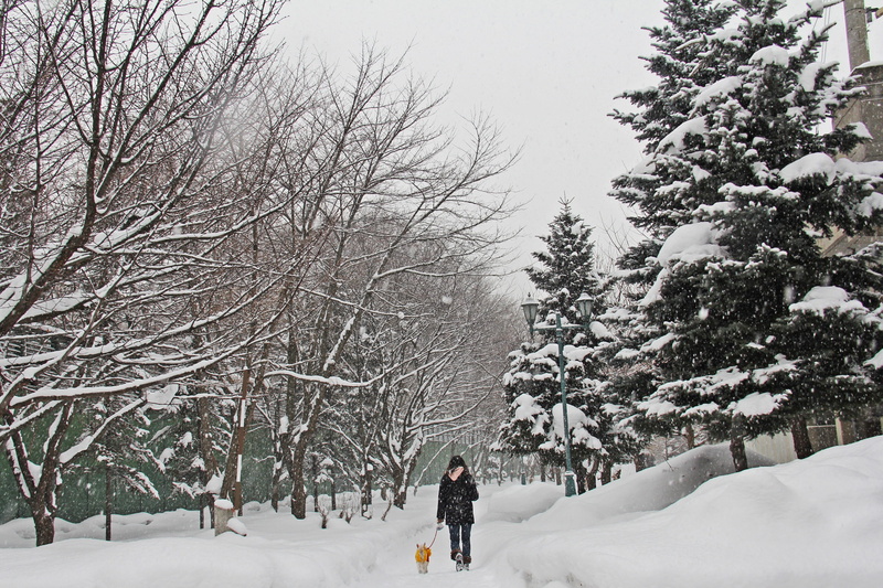 plant, snow, covering, warm clothing, park, view, cold, japan, peaceful, japanese, full length, scenery, white color, asia, beauty in nature, tree, zing