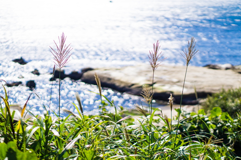 leaf, tranquility, fragility, susukino, flower, freshness, springtime, plant, land, body, japan, green, focus on foreground, natural, flowering plant, near