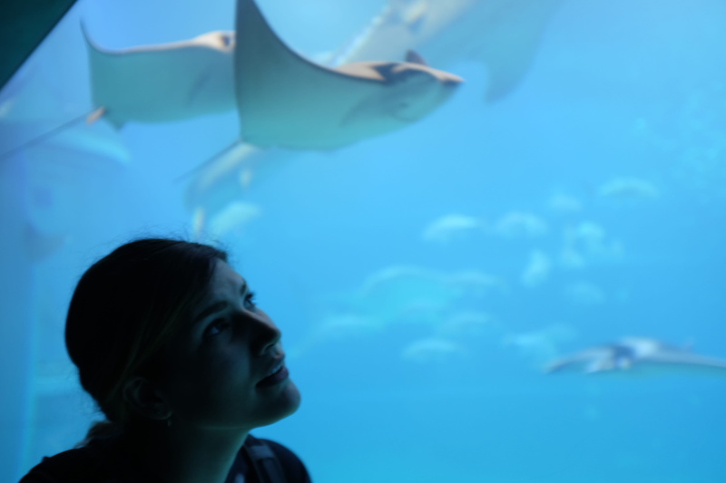 marine, vertebrate, animals in captivity, swimming, animal wildlife, girl, outdoors, transparent, sea, osaka prefecture, lighting, aquarium, face, japan