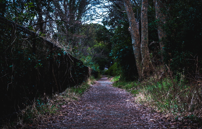 forest, day, non-urban scene, path, hike, 4K, footpath, trail, tranquil scene, rainforest, growth, scenics - nature, black, vanishing point, road, tranquility