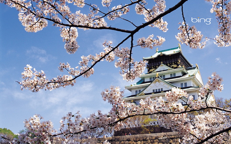 asia, kinki Region, osaka Prefecture, low angle view, building Exterior, plant, blue, beauty In Nature, sakura, april, japan, vulnerability, season, growth