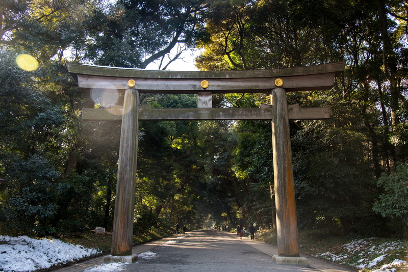 nature, day, no people, direction, transportation, japan, outdoors, architecture, beauty in nature, connection, road, 5K, plant, forest, meiji jingu, sunlight