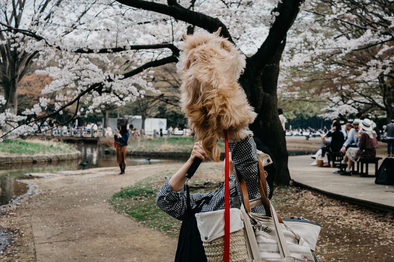 shibuya-ku, incidental people, women, plant, cherry, city, street, standing, hair, lifestyles, leisure activity, adult, tokyo, real people, hairstyle, outdoors