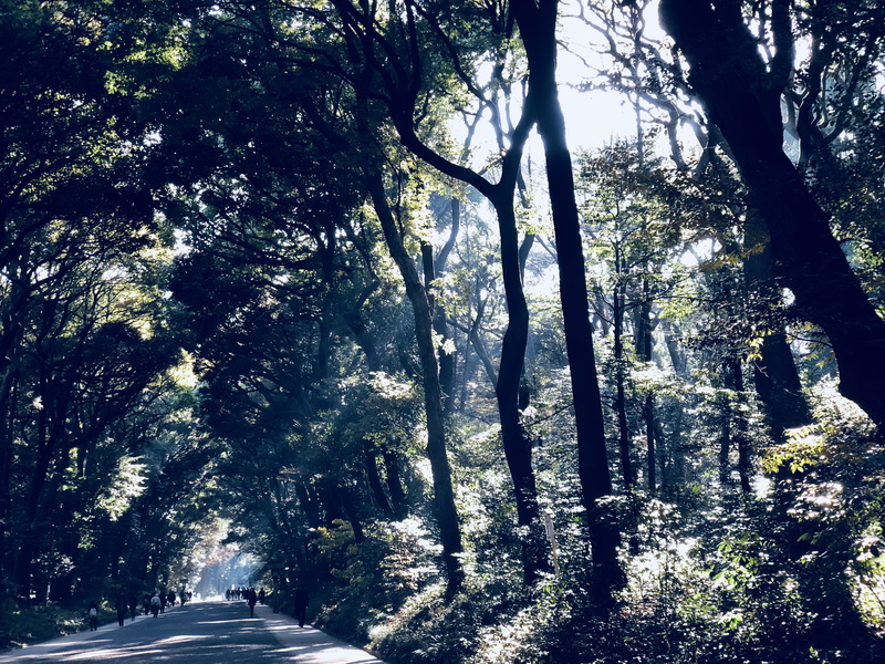 land, sunlight, direction, yoyogi park, woodland, tranquility, forest, trunk, no people, 4K, tree, the way forward, outdoors, scenics - nature, transportation