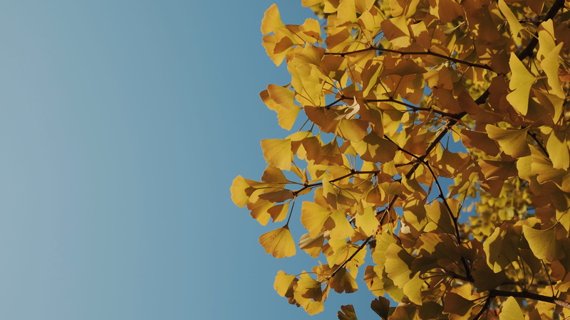 leaf, season, ginkgo, plant part, trees, meiji jingu, sunlight, beauty in nature, natural condition, blue, growth, nature, autumn, japan, leafs, yellow