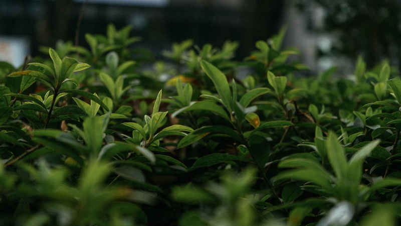 nature, selective focus, japan, freshness, environment, agriculture, scenery, leaves, plants, landscape, land, 4K, plant, outdoors, shibuya-ku, no people