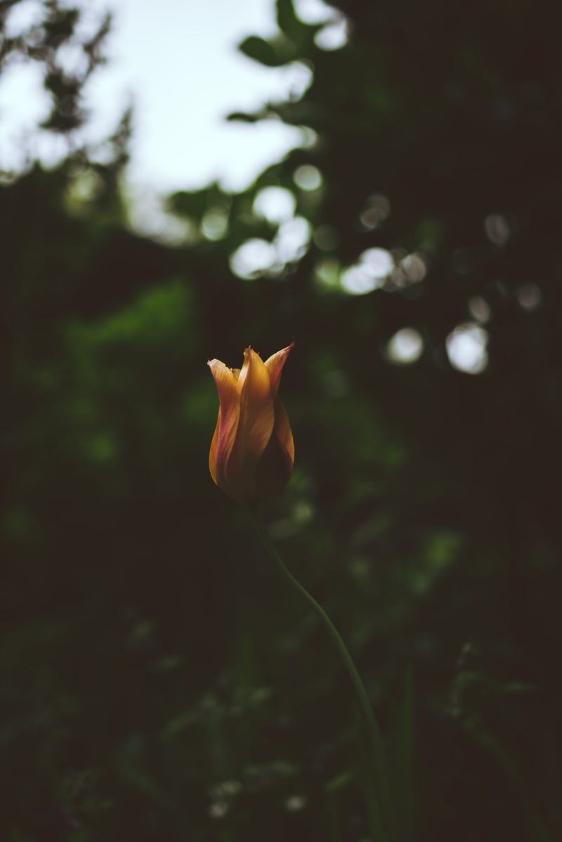 flora, green, 5K, petal, no people, yellow, growth, field, japan, blossom, outdoors, bloom, selective focus, flowering plant, minimal, fragility