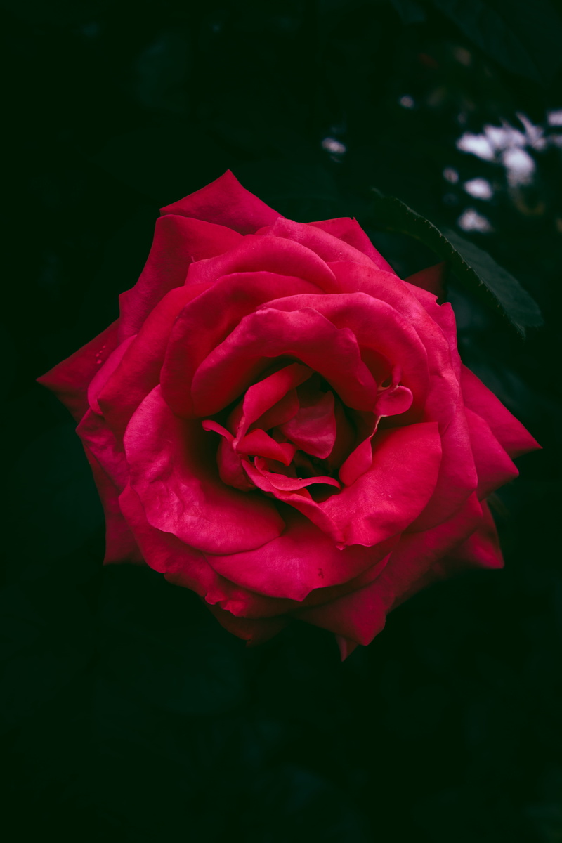 red, flowering plant, fragility, 4K, freshness, growth, petal, nature, vulnerability, sangubashi park, beauty in nature, no people, inflorescence