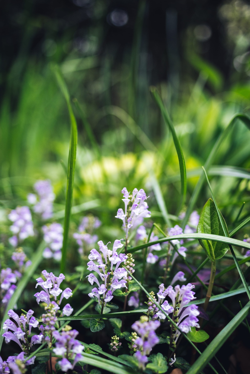 fresh, meiji jingu, plant, spring, field, selective focus, purple, vulnerability, fragility, flowering plant, nature, outdoors, green color, shibuya-ku