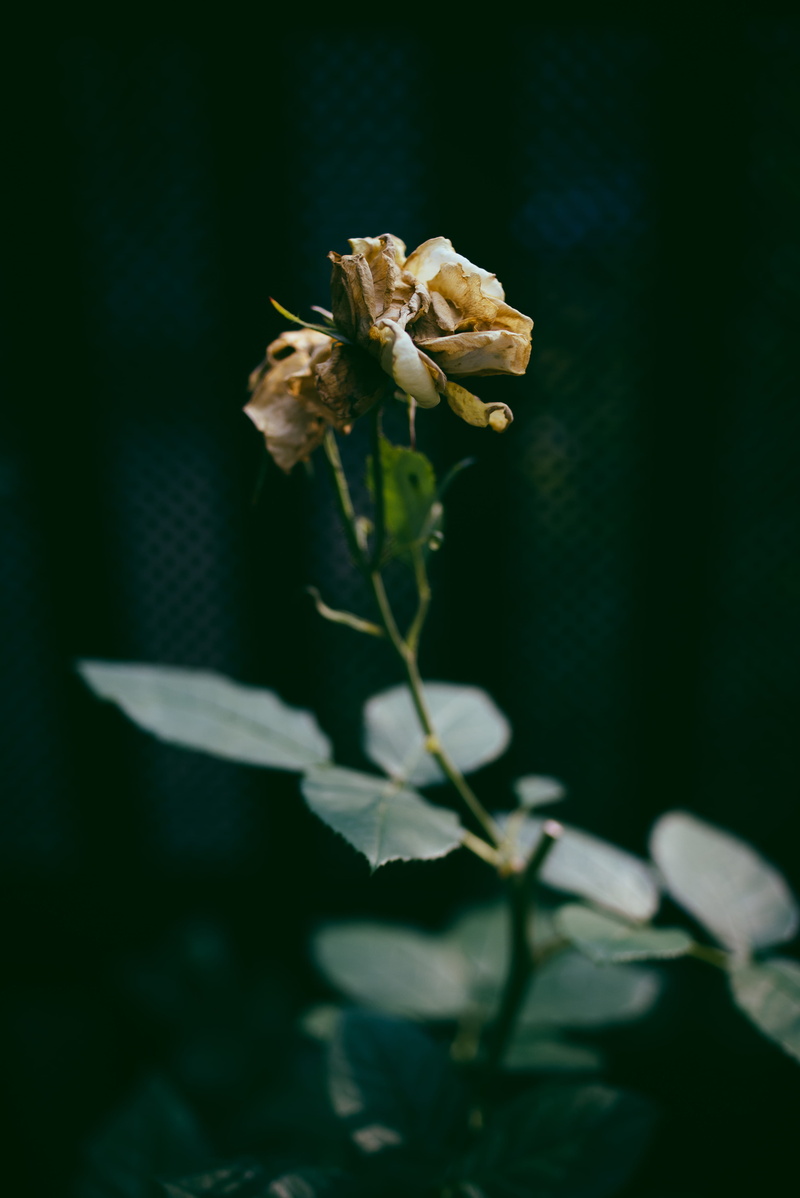 leaf, sea life, petal, bee, plant part, beauty in nature, no people, 4K, flowering plant, japan, wilted plant, selective focus, animal, flower, shibuya-ku