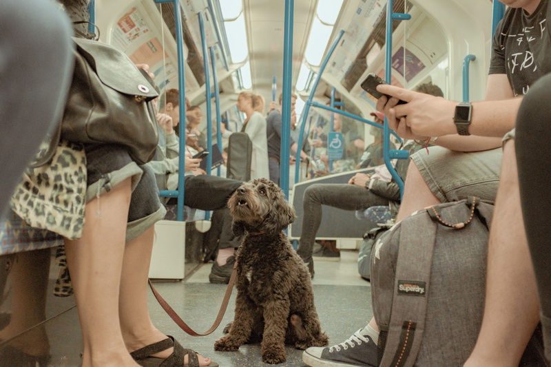 women, tube, uniform, puppu, coated, cute dog, communte, public transport, underground, london underground, men, 5K, animal, transport, brown, cockerpoo