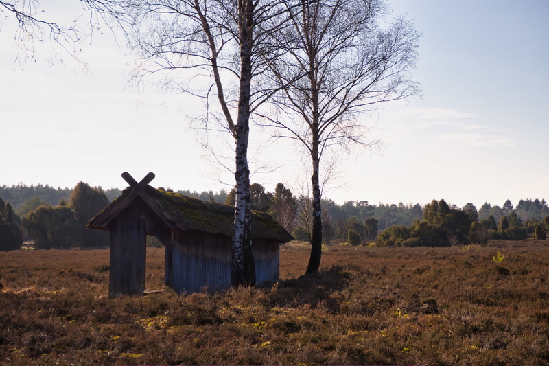 building exterior, rural scene, tranquil scene, plant, tree, trees, lüneburger heide, sunrise, scenics - nature, outhouse, architecture, housing, built structure