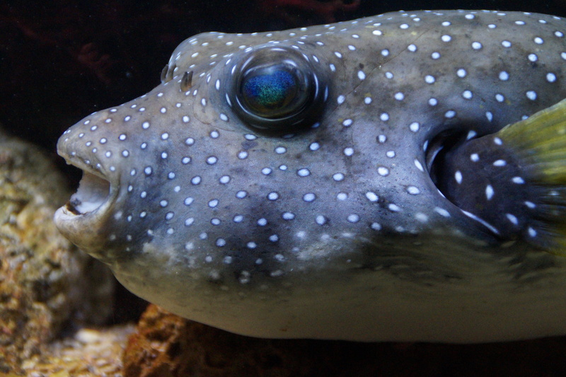 no people, water, boxfish, water creature, selective, portrait, fish, close-up, underwater, retired, underwater world, head, exot, animal themes, vertebrate