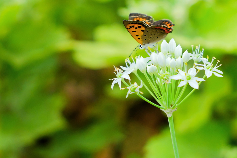 Kanagawa, City, copper, White, Oriental, summer, butterfly - Insect, white flower, Scallion, Leek, Creature, F2.8, Animal, EX, Nature, Flower, Nikon  D7000