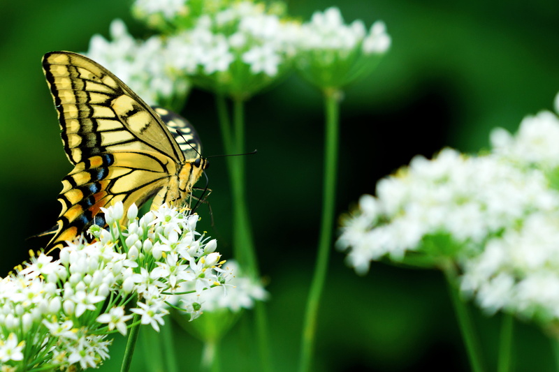 Female, Japan, Macro, close-up, CLUB, Garlic, White, swallowtail, photo, Leek, Bokeh, Butterfly, Field, Bug, beauty In Nature, Insect, SIGMA, Outdoor, 2K