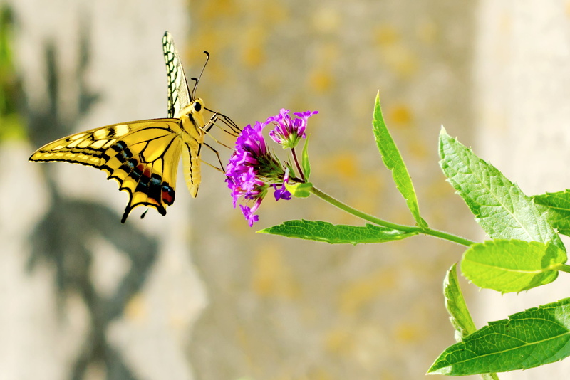 Bokeh, Swallowtail, 1080P, Butterfly, Aoba, HSM, Macro, Male, Yellow, photo, Animal, Yokohama, Plant, Pink, Creature, swallotail, Bug, Common, Field  River