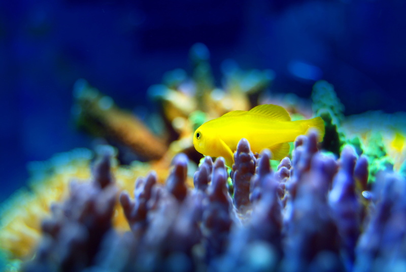 sea, fauna, small, reef, profile view, aquarium, animal themes, marine, yellow, photography, undersea, water, animal wildlife, fish, underwater, sea life