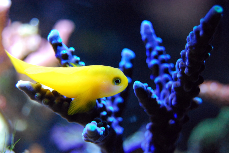 sea, nature, animal, aquarium, ocean, water, focus, life, sea life, animal wildlife, reef, 4K, tropical, animals in the wild, tank, undersea, animal themes