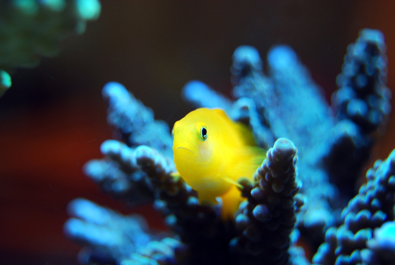 water, aquarium, sea life, 4K, nature, tropical, animal themes, animals in the wild, aquatic, one animal, coral, fish, marine, ocean, wild, clown fish