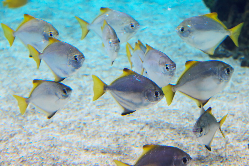 shoal, undersea, ocean, tropical fish, tropical, fish, deep, animals, large, exotic, water, large group of animals, swimming, blue, silver, coral, animals in the wild