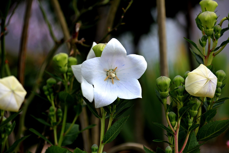 plant part, inflorescence, flower head, leaf, day, nature, spring, blossom, bloom, plant, bellflower, beauty in nature, flora, flowering plant, 5K, balloon flower