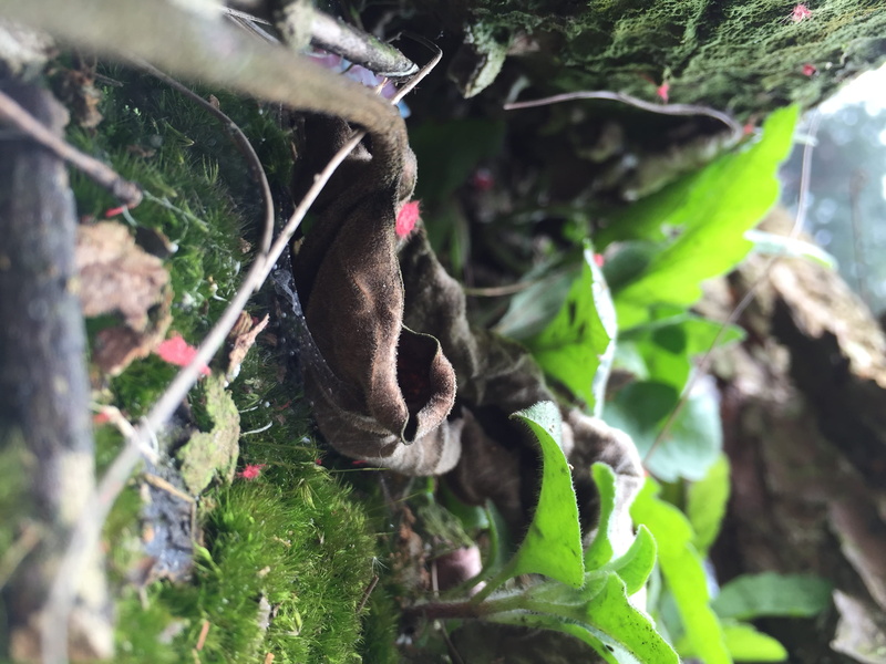 animal, one animal, day, outdoors, no people, animals in the wild, 2K, plant part, animal wildlife, branch, plant, china, growth, vertebrate, nature, animal themes