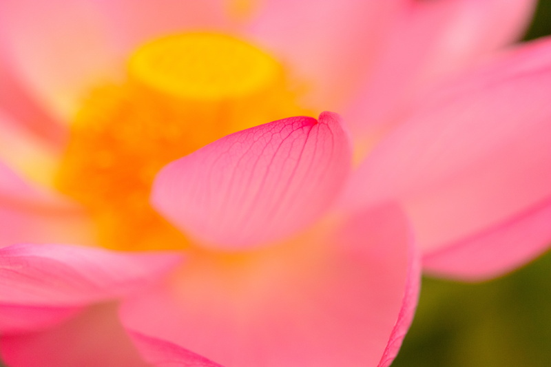 pink Color, flower, beauty In Nature, plant, Taito-ku, close-up, NIKKOR, photography, f/2, 60mm, Ueno, flower Head, macro, pink, nature, Micro, Tokyo  Japan