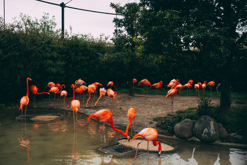 reflection, vertebrate, no people, 5K, ueno zoo, pink, tree, plant, taito, orange color, water, japan, beauty in nature, animal, nature, flock of birds