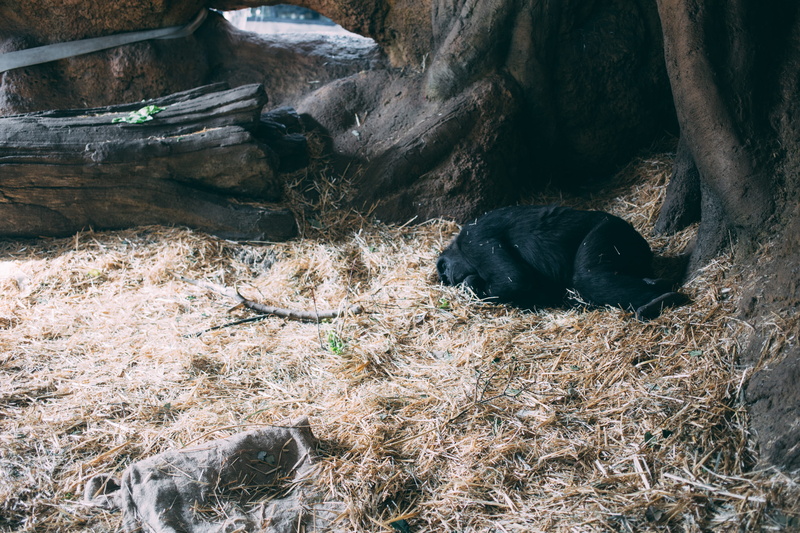 domestic animals, relaxation, nature, ueno zoo, 5K, domestic, plant, nap, no people, canine, monkey, animals in the wild, gorilla, day, zoo, land, high angle view