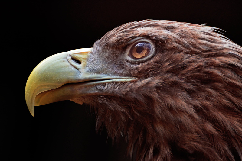 Cool, Brave, Macro, Ueno  Park, carnivore, wildlife, SP 70, Taito, eagle - Bird, White-tailed Eagle, 2K, Bird of Prey, Accipitridae, white, Color  Red