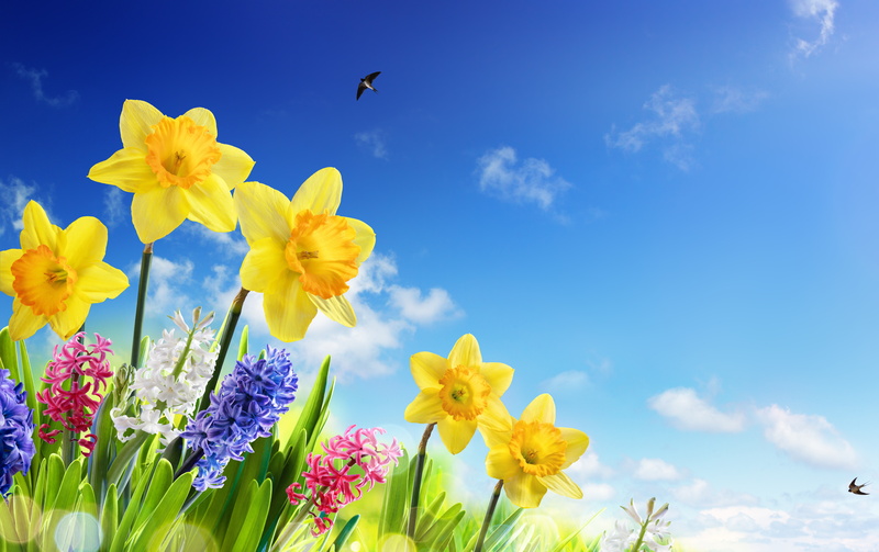 meadow, yellow, grass, daffodils, petaled, the sky, sky, pink, swallows, the sun, spring, flowers, blue, 8K