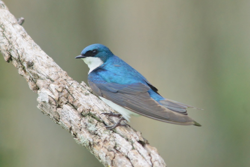 wildlife, marsh, swallow, WIsconsin, outdoors, blue and gray, 2K, animal, blue, perched, brown, Horicon  Marsh, tree  Swallow, roof, branch, horicon, gray