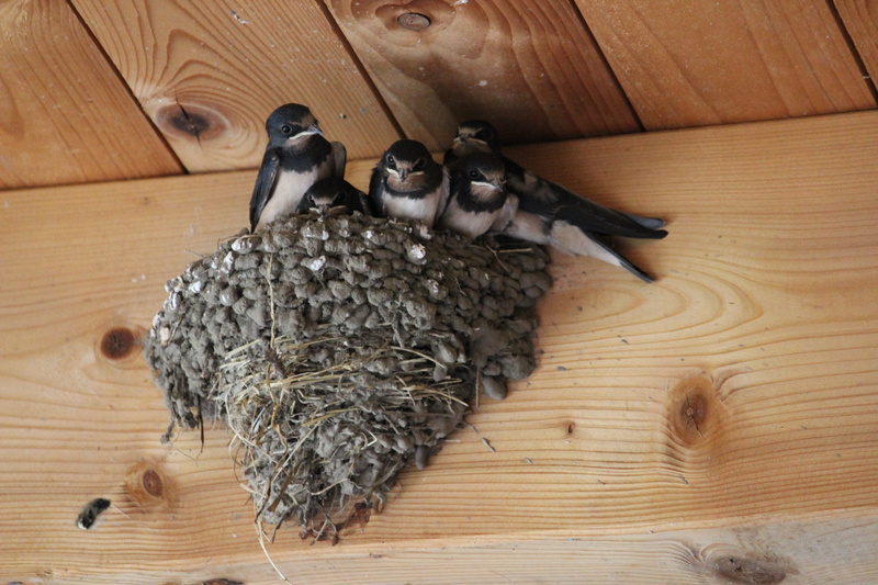 two animals, animal wildlife, barn swallows, birds, high angle view, animal nest, perching, bird, no people, one animal, Swallows, beginning of summer