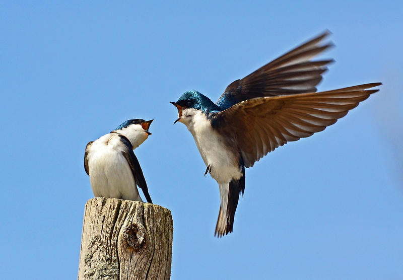 feather, sky, top, 4K, birds, nature, the other one, on top, bird, one, Michigan, trunk, animal Wing, tree, spring, flying, brown, swallows, two, blue