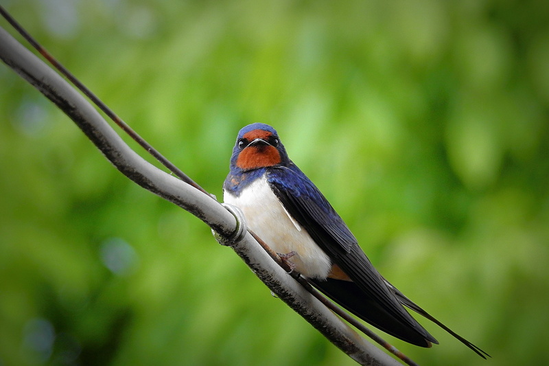 focus on foreground, outdoors, animals in the wild, green color, animal, beak, close-up, animal wildlife, day, plant, animal themes, rainforest, profile view