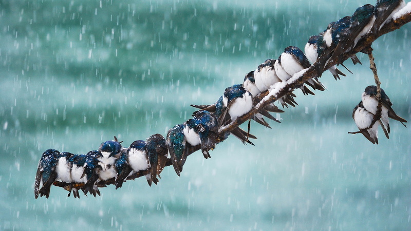 Yukon, swallow, Alaska, snow, Whitehorse, USA, Blizzard, birds, 1080P