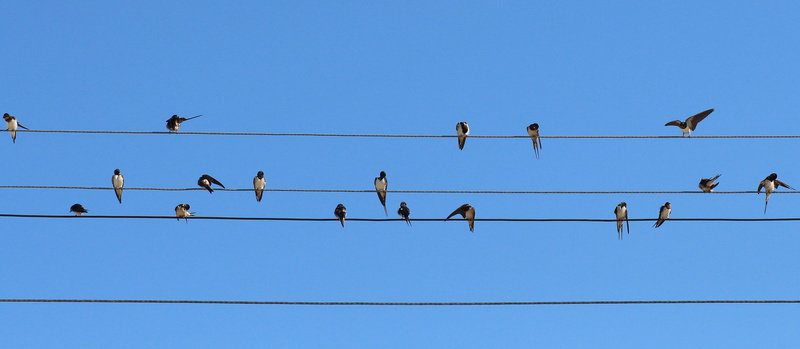 outdoors, animals in the wild, blue, vertebrate, animal themes, flock, perching, animal wildlife, perched, copy space, no people, telephone line, electricity