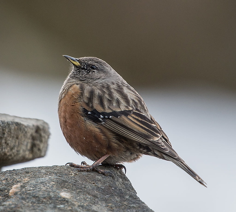 bird, Chopta, Kedarnath Wildlife Sanctuary, Nikon, beak, wildlife, Prunella collaris, selective, photography, selective focus, focus, brown, nature, rock