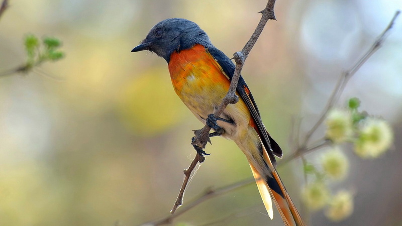 Swallow, 1080P, Barn swallow, Birds
