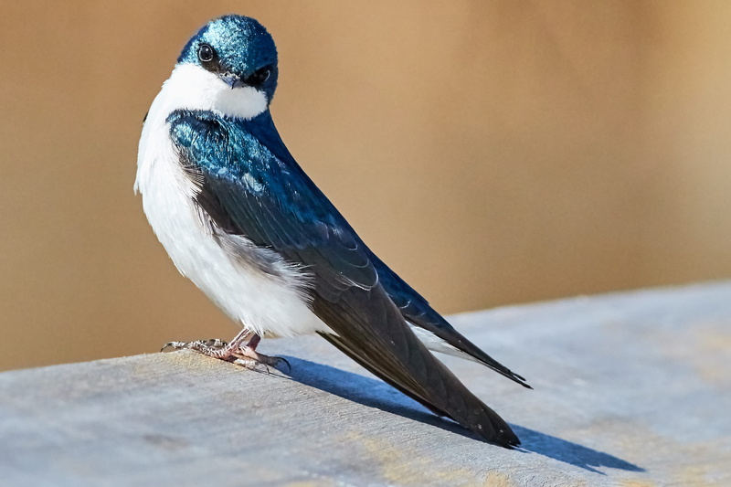 shadow, look, blue jay, animal, vertebrate, nature, bird, sparrow, outdoors, white, focus on foreground, blue swallow, bokeh, wall, sunlight, blue, 2K
