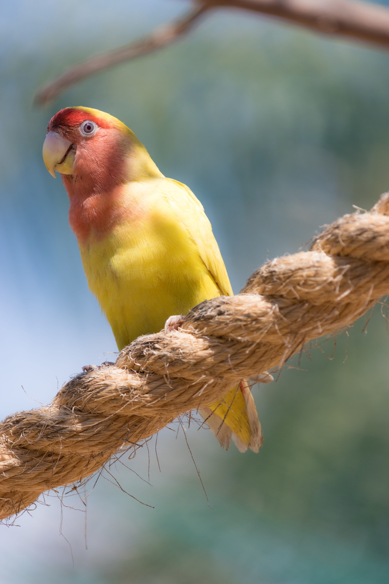animal themes, beauty in nature, pet, wren, animal wildlife, outdoors, cockatoo, wire, 5K, rope, plant, day, tree, animal, focus on foreground, animals
