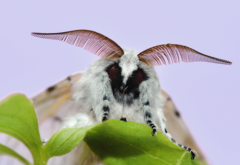 fauna, colorful, selective focus, insect, food, plant part, poodle, garden, animal, butterfly, leaf, day, close, great swallow-tailed, outdoors, plant